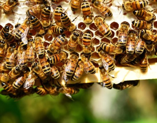 Romania acuzata de utilizarea pesticidelor interzise pericol pentru albine