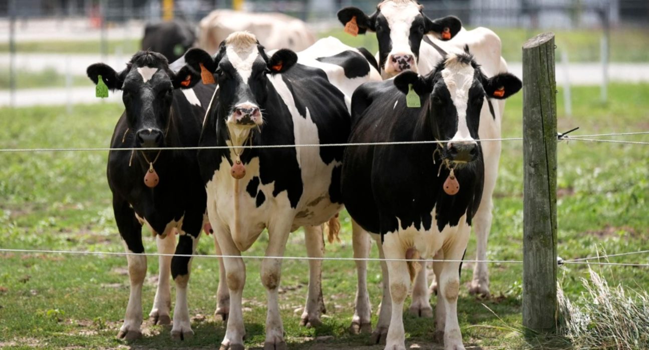 Romania activeaza urgente in zootehnie posibil virus creat