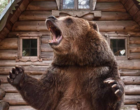 Un urs a fost vazut langa o cabana in Bicaz Chei