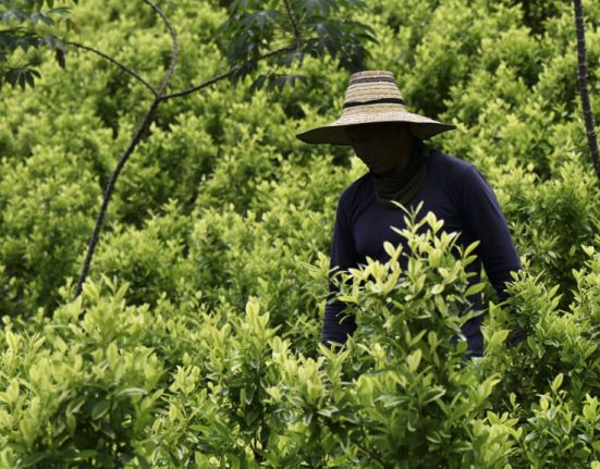 Columbia plateste fermierii sa smulga coca din radacini