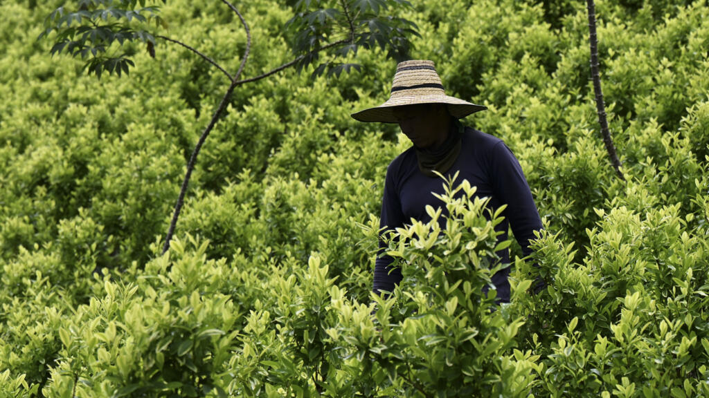 Columbia plateste fermierii sa smulga coca din radacini