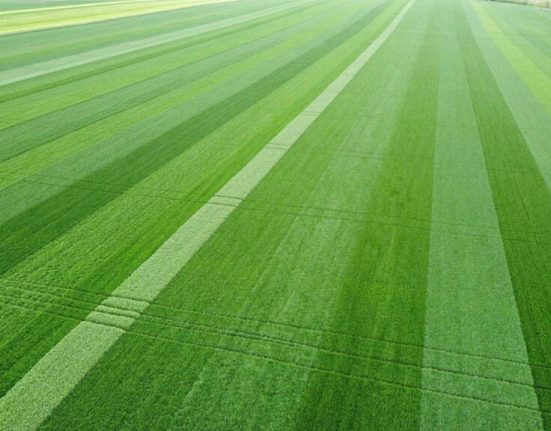 Fermier din Iasi Ploile au salvat agricultura din NE Romania