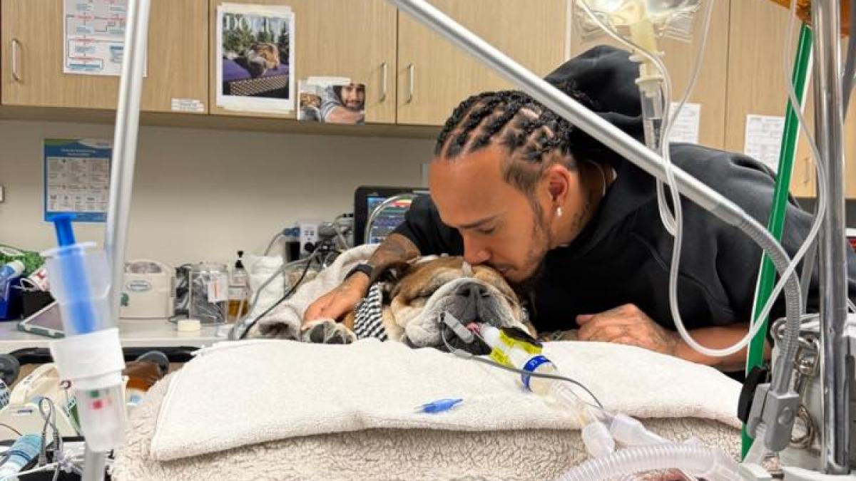 Cainele lui Lewis Hamilton Roscoe internat in spital
